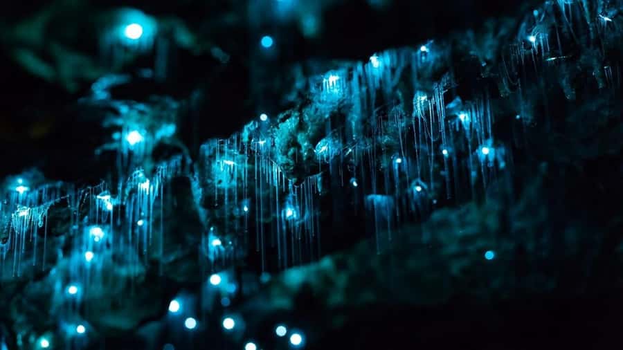 Byron Bay: Glowworms, Waterfalls & Rainforest Experience - Starting in central Byron Bay