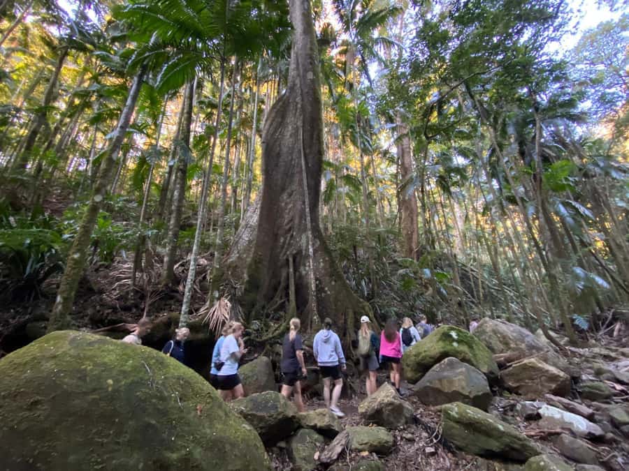 Byron Bay: Glowworms, Waterfalls & Rainforest Experience - A light vegetarian dinner in the forest