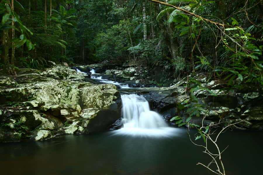 Byron Bay: Glowworms, Waterfalls & Rainforest Experience - Meeting the glowworms after dark