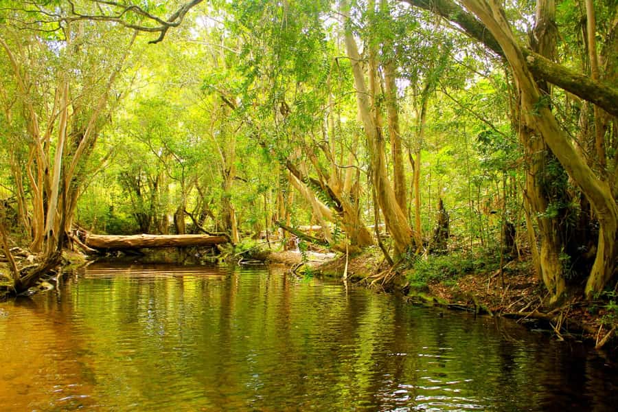 Cairns: Forest and Waterfalls Half-Day 4WD Guided Adventure - Clohesy Fig Tree Boardwalk and the King Ferns