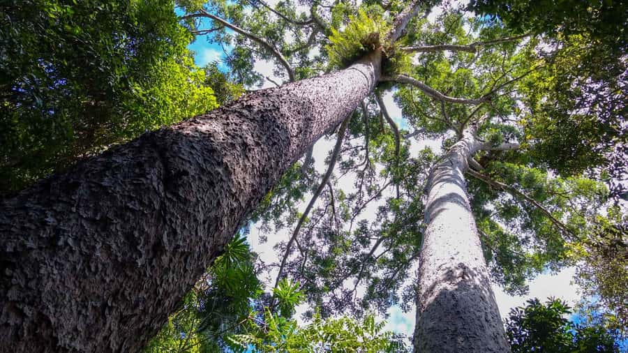 Cairns: Paronella, Lake Barrine & Millaa Millaa Falls Tour - The practical cost of a ten-hour outing