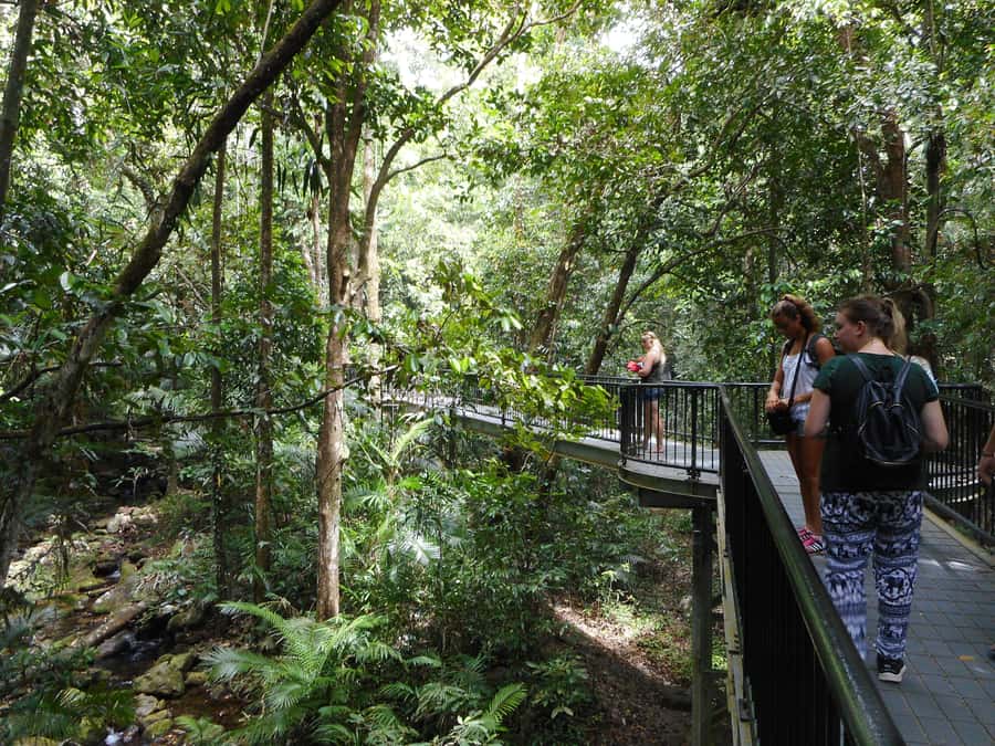 Cairns: Waterfall and Daintree Rainforest Tour - 2 Day Tours - Key points to know before you book