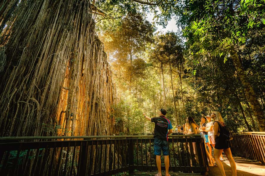 Cairns: Waterfall and Daintree Rainforest Tour - 2 Day Tours - Millaa Millaa Falls and the classic waterfall stop