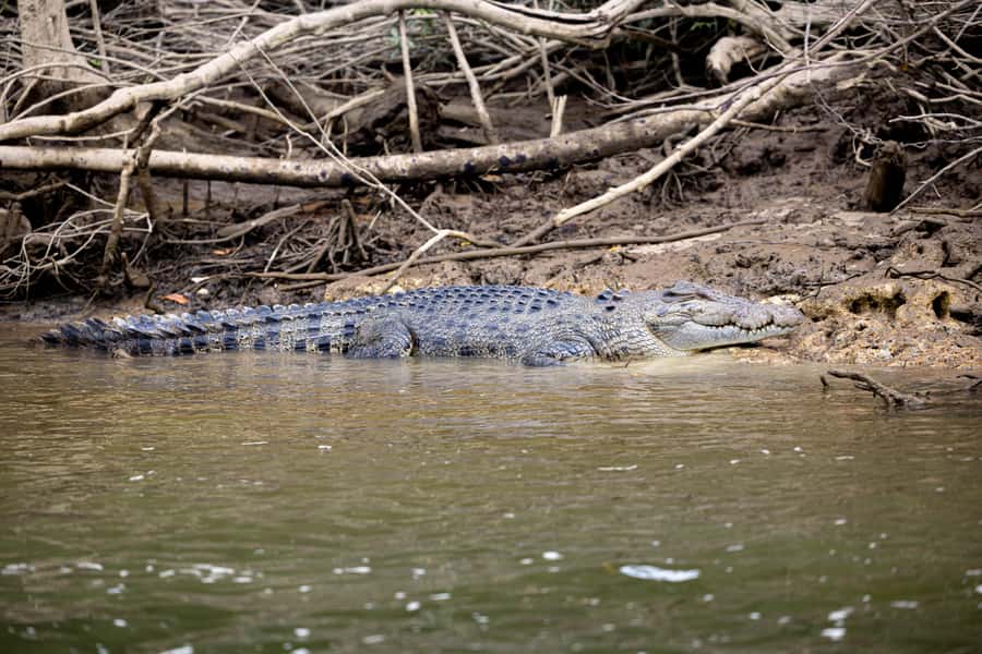 Cairns: Waterfall and Daintree Rainforest Tour - 2 Day Tours - Daintree River wildlife and crocodile cruise