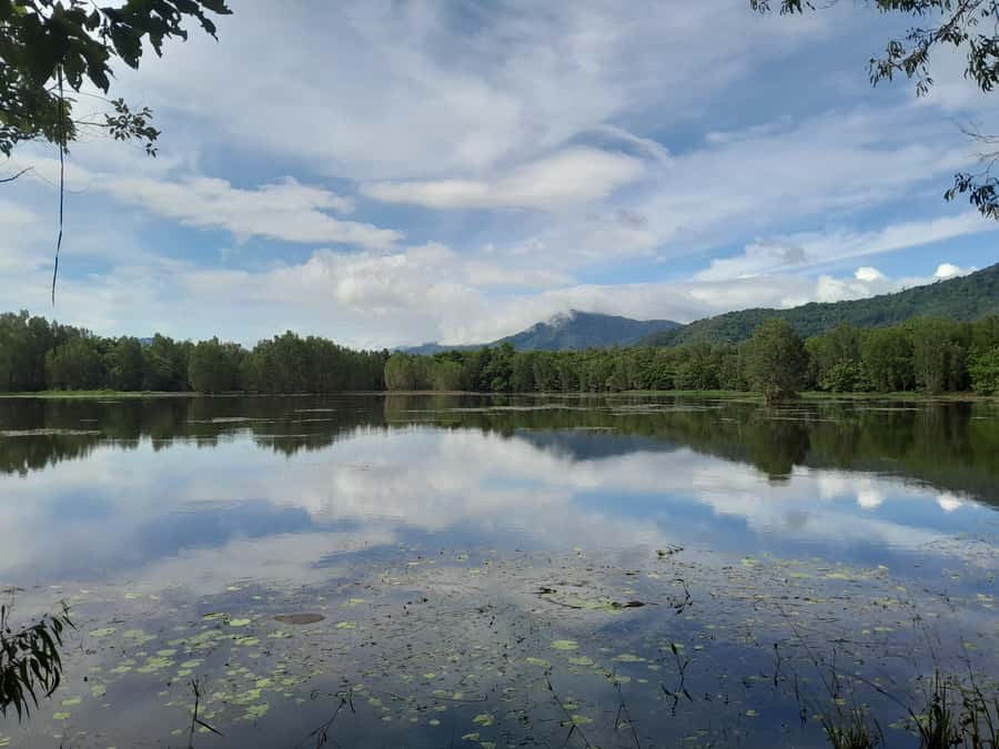 Cairns: Waterfall, Wetlands and Skyrail - Cattana Wetlands and the feather palm forest
