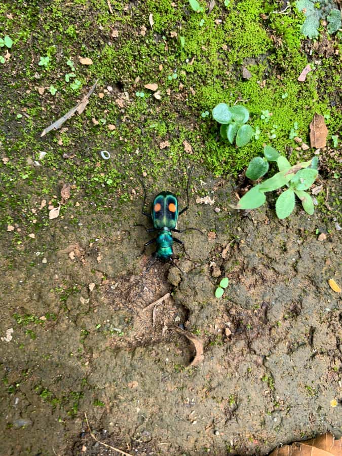 Cali: Tour of Waterfall in Pance River - Chorrera del Indio - The second waterfall and the choice to wander