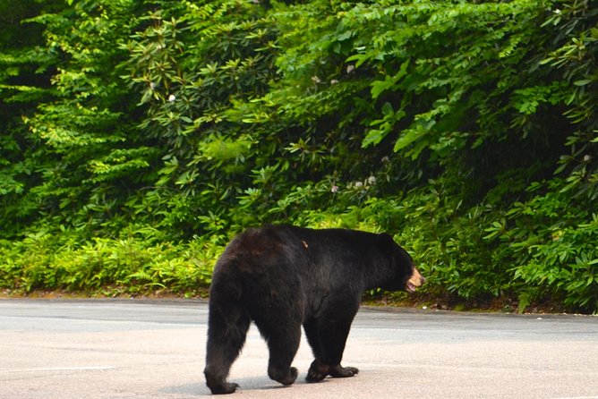 Carolina Waterfalls and Highlands Private VIP Boutique Tour - Little Tennessee River Greenway: a gentle opening