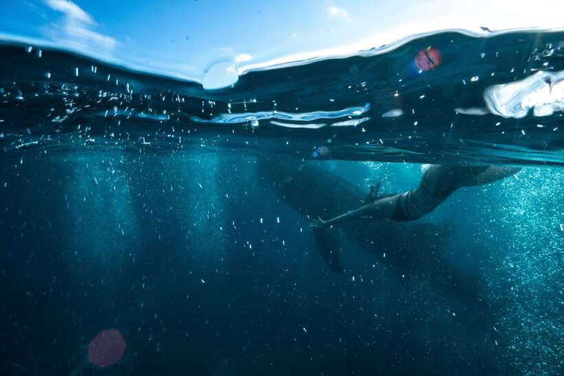 Cebu City: Whale Shark Swimming & Kawasan Falls Canyoneering - The day in six useful points