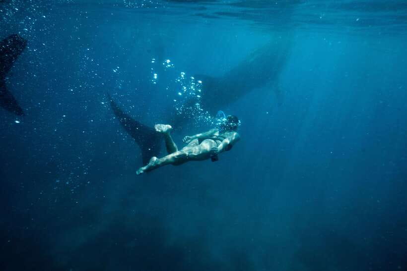 Cebu City: Whale Shark Swimming & Kawasan Falls Canyoneering - Why this Cebu combination works