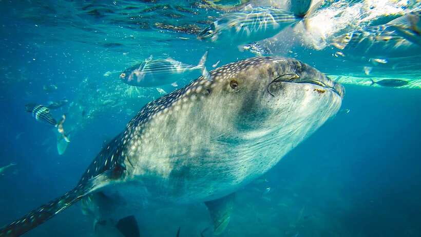 Cebu City: Whale Shark Swimming & Kawasan Falls Canyoneering - Oslob whale sharks: thrilling, busy, and not fully wild