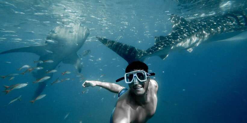 Cebu City: Whale Shark Swimming & Kawasan Falls Canyoneering - Shared or private: which version fits you?