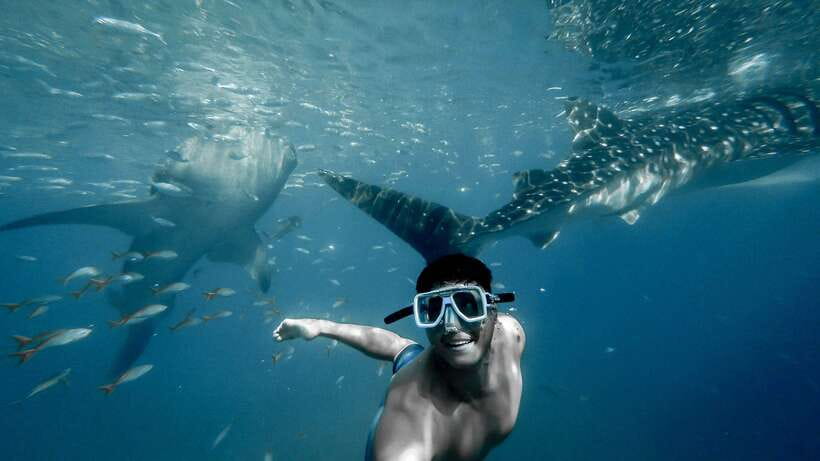 Cebu City: Whale Shark Swimming & Kawasan Falls Canyoneering - The 2 AM road to Oslob