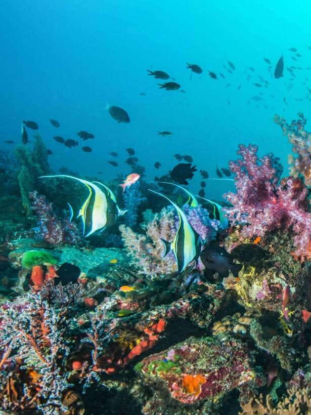 Cebu: Moalboal Island Hopping and Mantayupan Falls Day Trip - What to pack for this Cebu day trip