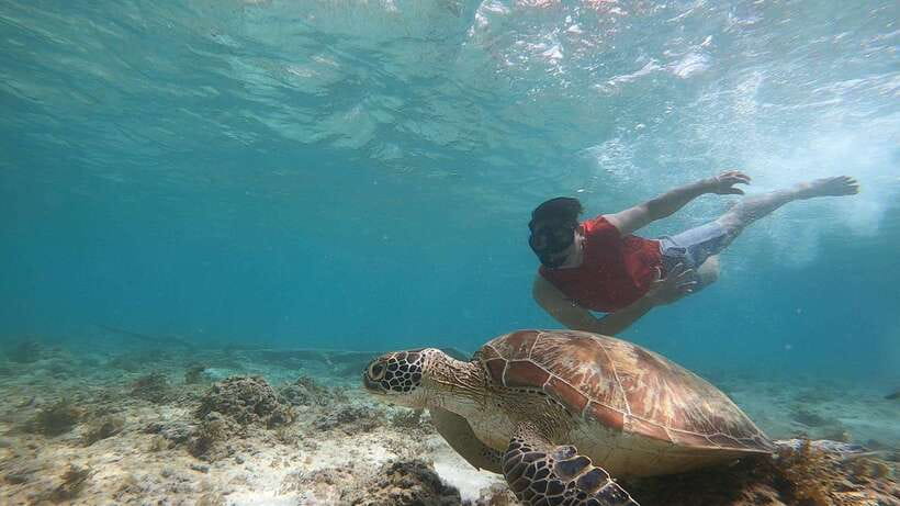 Cebu: Moalboal Island Hopping and Mantayupan Falls Day Trip - Who should book this tour?