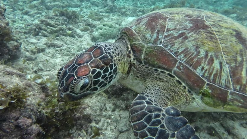 Cebu: Moalboal Snorkeling, Mantayupan Falls & ATV Adventure - Lunch in Carcar and the long ride home