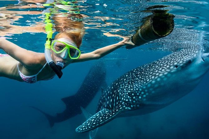 Cebu: Oslob Whale Shark Swimming and Kawasan Falls Canyoneering - Two Cebu icons packed into one punishing day