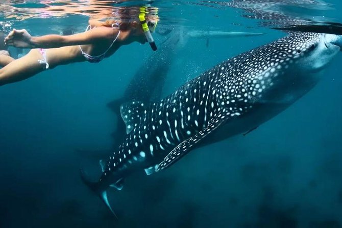 Cebu: Oslob Whale Shark Swimming and Kawasan Falls Canyoneering - The 3:00 a.m. start sets the tone