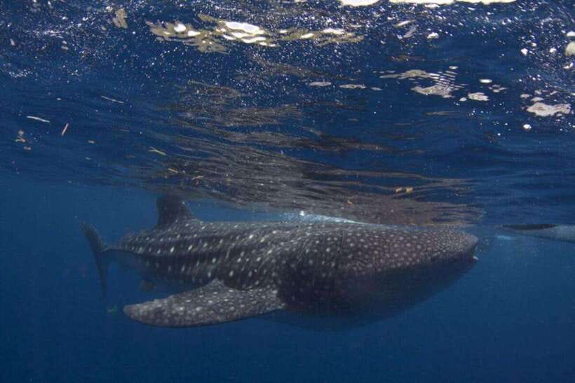 Cebu: Oslob Whale Shark Swimming and Tumalog Falls Tour - Key points before you book