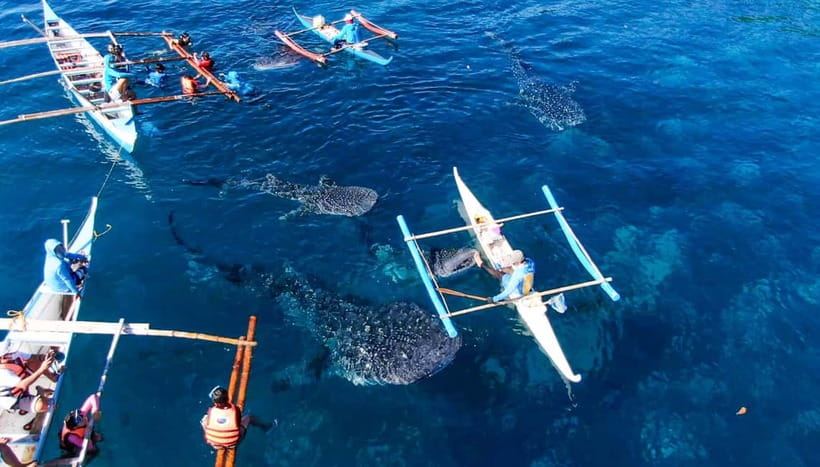 Cebu: Oslob Whale Shark Swimming and Tumalog Falls Tour - The real shape of the Cebu day