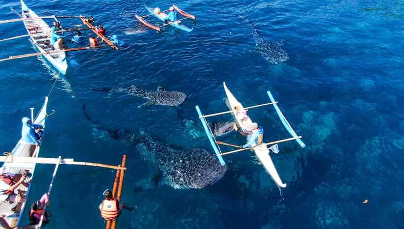 Cebu: Oslob Whale Shark Swimming and Tumalog Falls Tour - Is $79 a fair price?