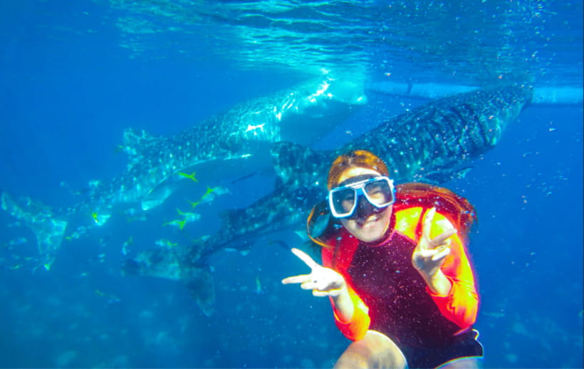 Cebu: Oslob Whale Shark Swimming and Tumalog Falls Tour - Shared tour or private vehicle?
