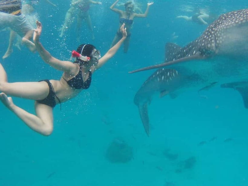 Cebu: Oslob Whale Shark Swimming and Tumalog Falls Tour - Breakfast in Oslob before the water