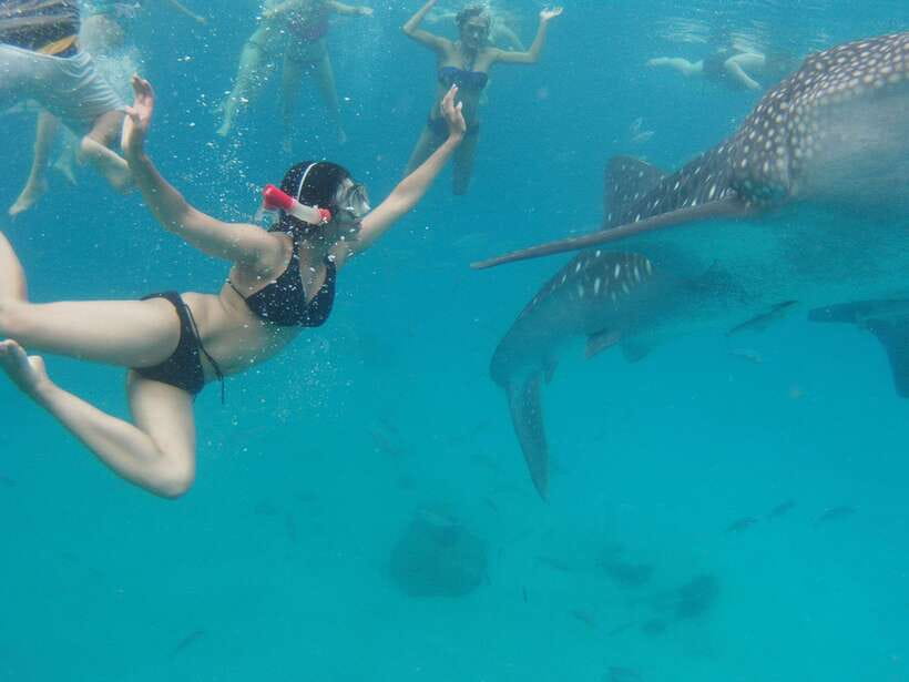 Cebu: Oslob Whale Sharks, Tumalog Falls & Sardine Snorkeling - The essential details at a glance