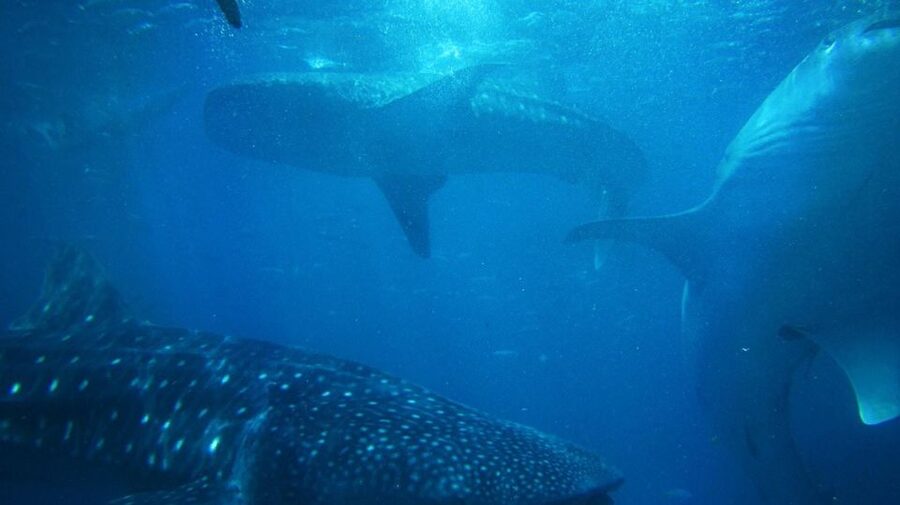Cebu: Oslob Whale Sharks, Tumalog Falls & Sardine Snorkeling - My call: book it for variety, skip it for slow travel