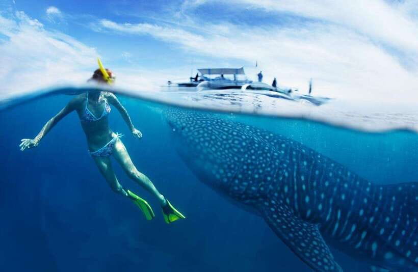 Cebu: Oslob Whale Sharks, Tumalog Falls & Sardine Snorkeling - Why this Cebu day trip packs so much in