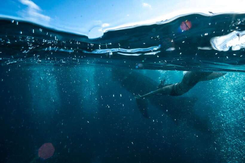 Cebu: Oslob Whale Sharks, Tumalog Falls & Sardine Snorkeling - Meeting Oslob’s gentle giants