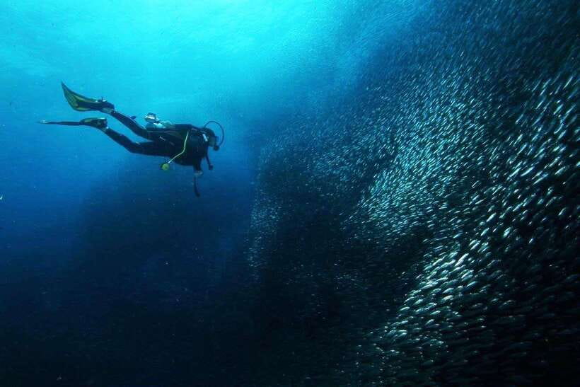 Cebu: Oslob Whale Sharks, Tumalog Falls & Sardine Snorkeling - Moalboal’s sardine run and turtle snorkeling