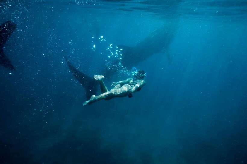 Cebu: Oslob Whale Sharks, Tumalog Falls & Sardine Snorkeling - What the $106 price really covers