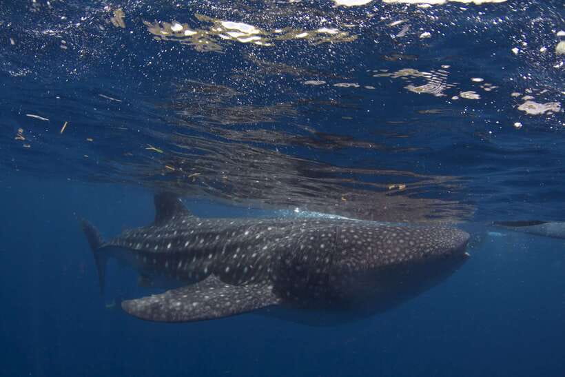 Cebu: Oslob Whale Sharks, Tumalog Falls & Sardine Snorkeling - Who should book this experience?