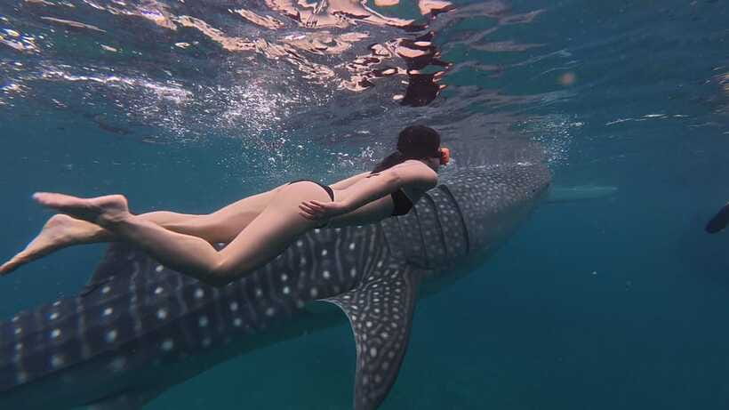 Cebu Oslob Whaleshark, Moalboal Sardines Run&Inambakan Falls - What this Cebu day trip is really like