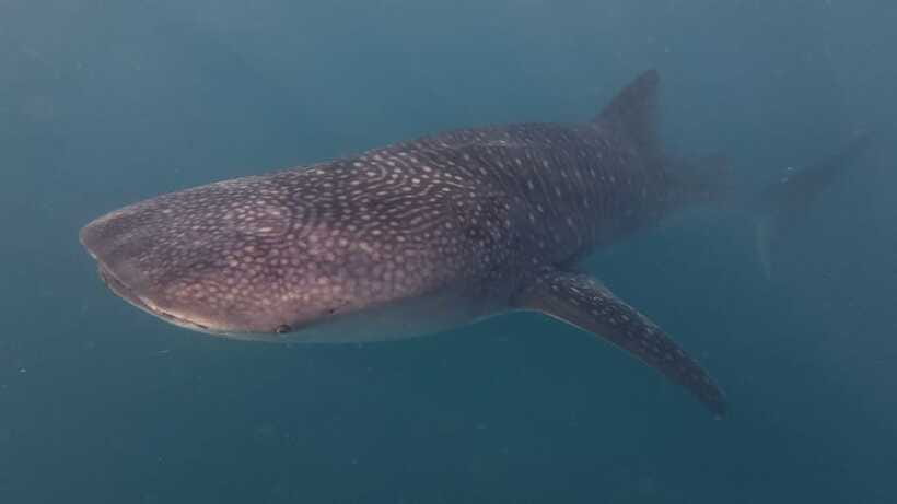 Cebu Oslob Whaleshark, Moalboal Sardines Run&Inambakan Falls - The van rides are part of the deal