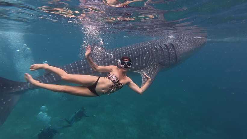 Cebu Oslob Whaleshark, Moalboal Sardines Run&Inambakan Falls - Who will get the most from this tour