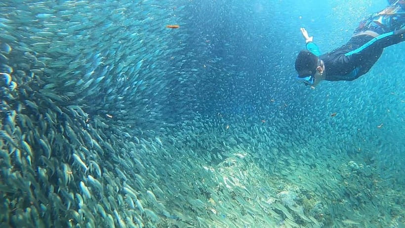 Cebu: Sardine Run Snorkeling, Mantayupan Falls & ATV Thrills - Who will enjoy this Cebu day?