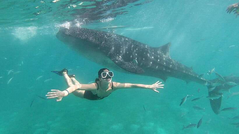 Cebu: Whale Shark, Inambakan Falls & Moalboal Sardine Tour - What the $123 price really buys