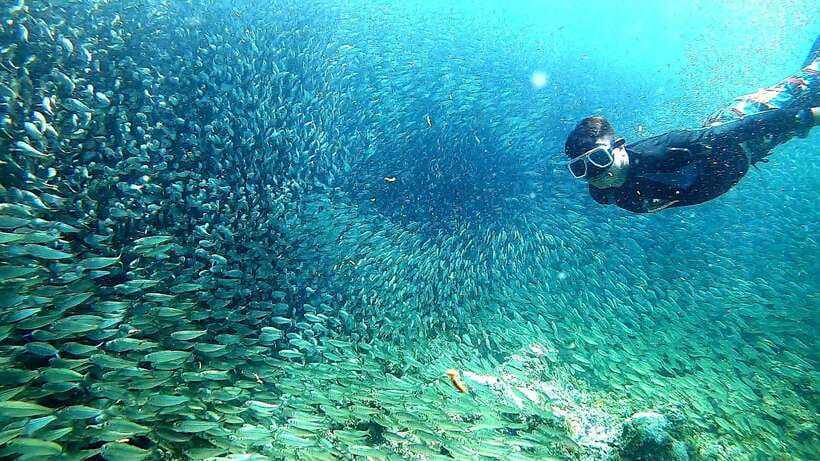 Cebu: Whale Shark, Inambakan Falls & Moalboal Sardine Tour - Booking flexibility and final practical advice