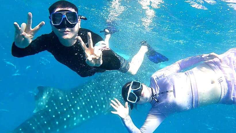 Cebu: Whale Shark Swim, Kawasan Falls & Moalboal Sardine Run - The four details that shape your day