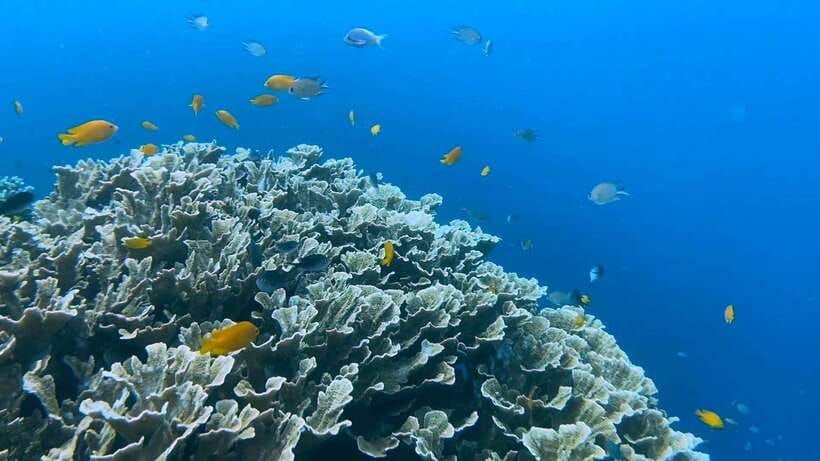Cebu: Whale Shark Swim, Kawasan Falls & Moalboal Sardine Run - Lunch at the Badian base camp