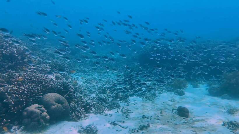 Cebu: Whale Shark Swim, Kawasan Falls & Moalboal Sardine Run - Should you book it?