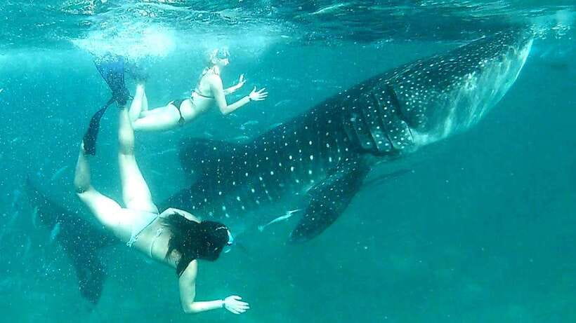 Cebu: Whale Shark Swim, Kawasan Falls & Moalboal Sardine Run - Breakfast in Oslob: plan your own fuel