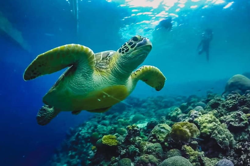 Cebu: Whale Sharks, Kawasan Falls, & Sardines Run Snorkeling - Should you book the whale sharks, falls, and sardines tour?