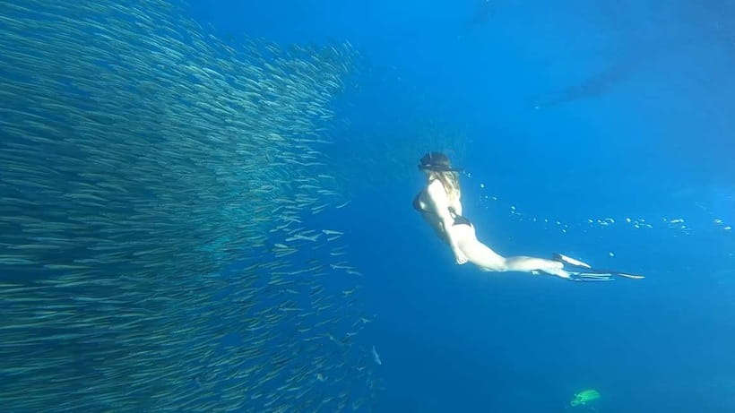 Cebu: Whale Sharks, Kawasan Falls, & Sardines Run Snorkeling - Oslob whale sharks: thrilling, crowded, and carefully managed