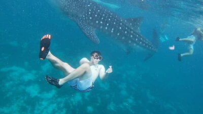 Whale Sharks, Kawasan Falls, & Sardines Run Snorkeling