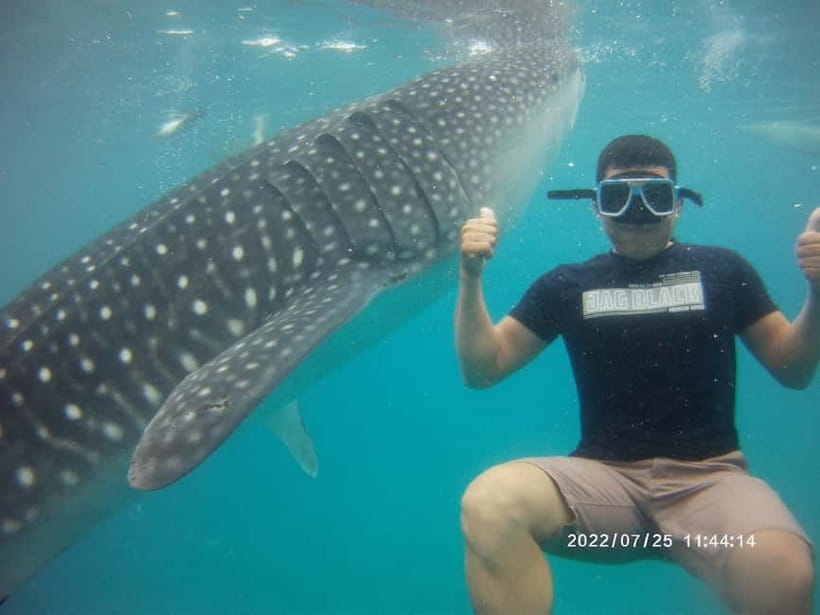 Cebu: Whale Sharks, Kawasan Falls, & Sardines Run Snorkeling - Moalboal sardines and sea turtles