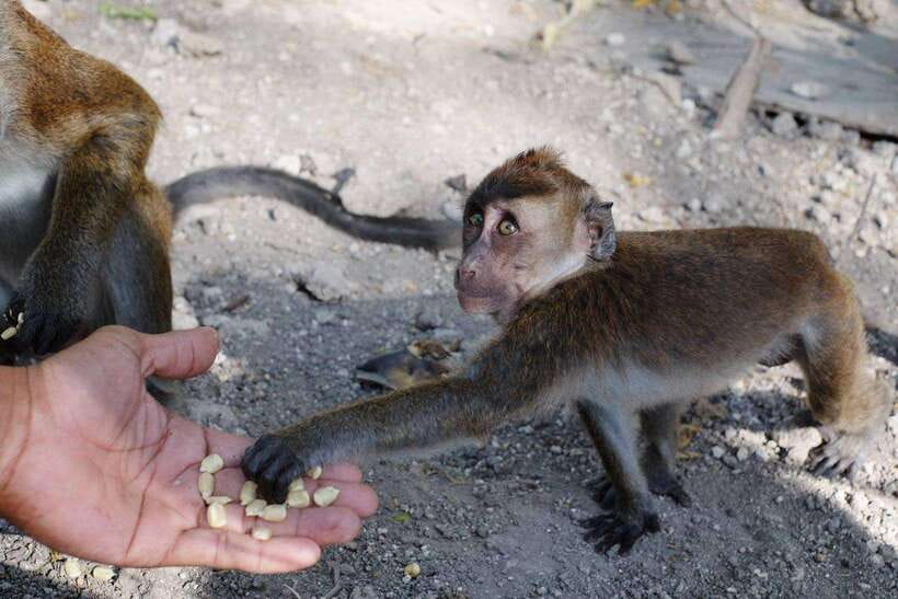 Cebu: Whale Sharks, Tumalog Falls, and Monkey Sanctuary Tour - Key points to know before you book