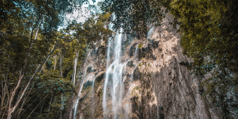 Cebu: Whale Sharks, Tumalog Falls, and Monkey Sanctuary Tour - Who will enjoy this tour most
