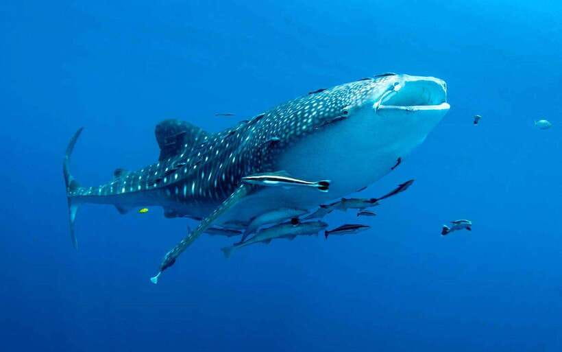 Cebu: Whale Sharks, Tumalog Falls, and Monkey Sanctuary Tour - Why this Oslob combination works